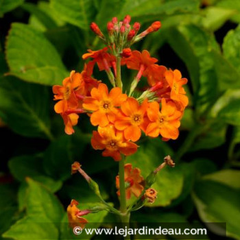 PRIMULA x bulleesiana