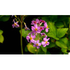PRIMULA x bulleesiana