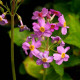 PRIMULA x bulleesiana