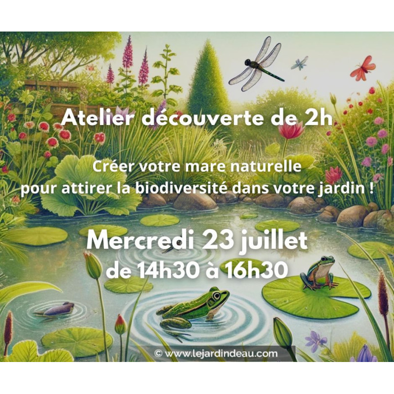 Atelier mare naturelle - mercredi 23 juillet 2025 Atelier mare naturelle - mercredi 23 juillet 2025