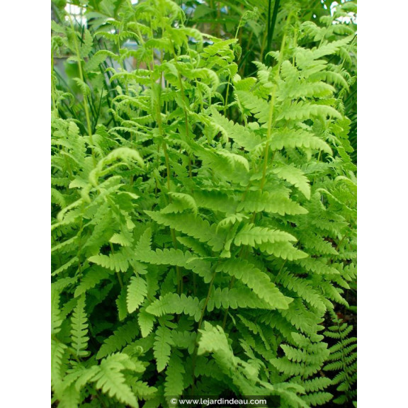 THELYPTERIS palustris