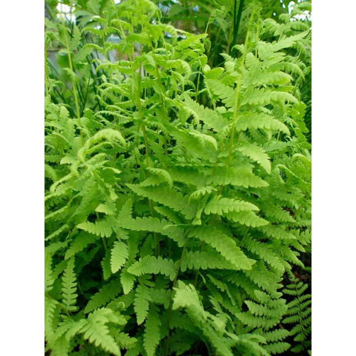THELYPTERIS palustris