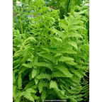 THELYPTERIS palustris