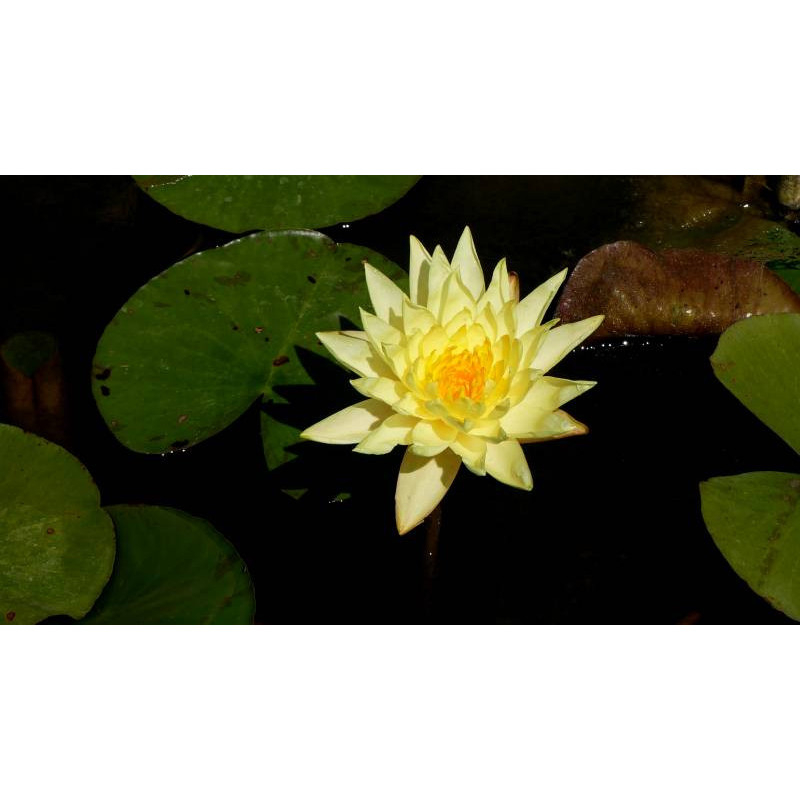 NYMPHAEA 'Joey Tomocick' NYMPHAEA 'Joey Tomocick'