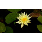 NYMPHAEA 'Joey Tomocick' NYMPHAEA 'Joey Tomocick'