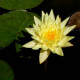 NYMPHAEA 'Joey Tomocick'
