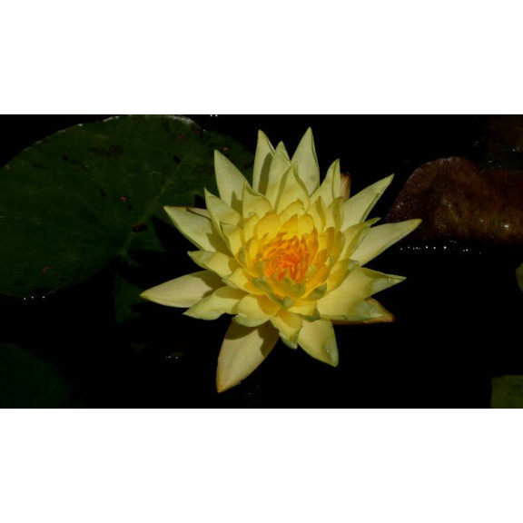 NYMPHAEA 'Joey Tomocick'