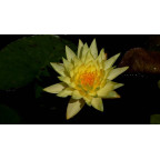 NYMPHAEA 'Joey Tomocick' NYMPHAEA 'Joey Tomocick'