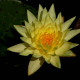NYMPHAEA 'Joey Tomocick'