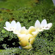 APONOGETON distachyos