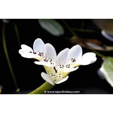 APONOGETON distachyos