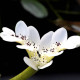 APONOGETON distachyos