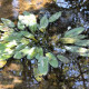 APONOGETON distachyos