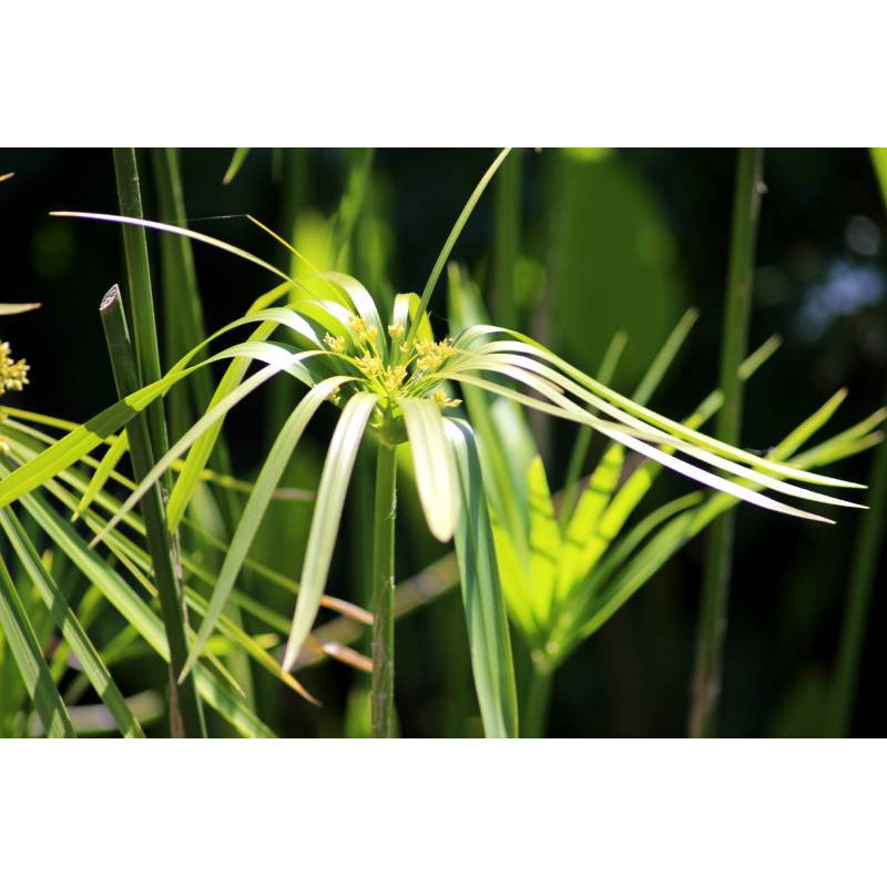 CYPERUS alternifolius