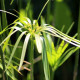 CYPERUS alternifolius