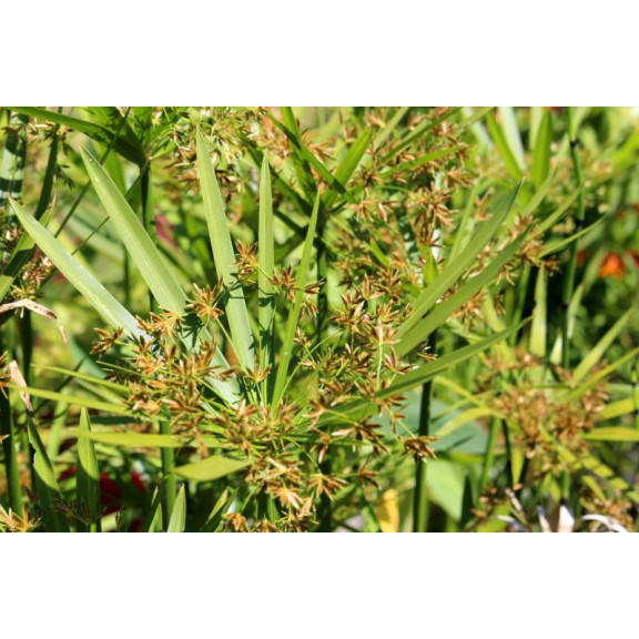 CYPERUS alternifolius