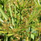 CYPERUS alternifolius