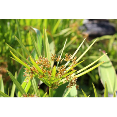 CYPERUS alternifolius