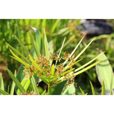 CYPERUS alternifolius