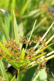 CYPERUS alternifolius