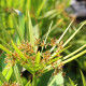 CYPERUS alternifolius