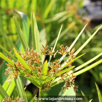 CYPERUS alternifolius