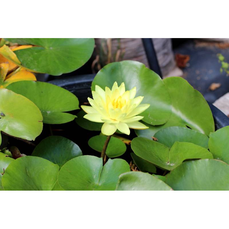 NYMPHAEA 'Joey Tomocick' NYMPHAEA 'Joey Tomocick'