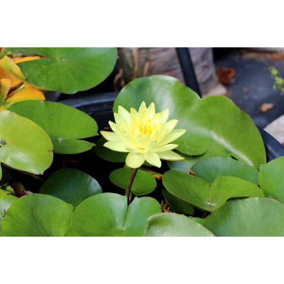 NYMPHAEA 'Joey Tomocick'