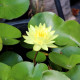 NYMPHAEA 'Joey Tomocick'