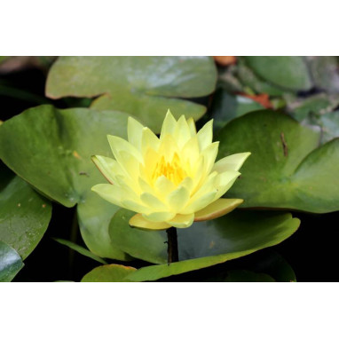 NYMPHAEA \'Joey Tomocick\'