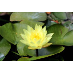 NYMPHAEA 'Joey Tomocick' NYMPHAEA 'Joey Tomocick'