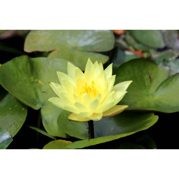 NYMPHAEA \'Joey Tomocick\'