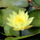 NYMPHAEA 'Joey Tomocick'