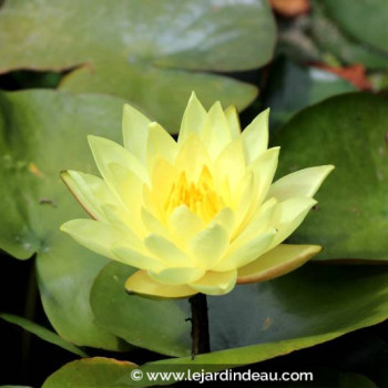 NYMPHAEA &#039;Joey Tomocick&#039;