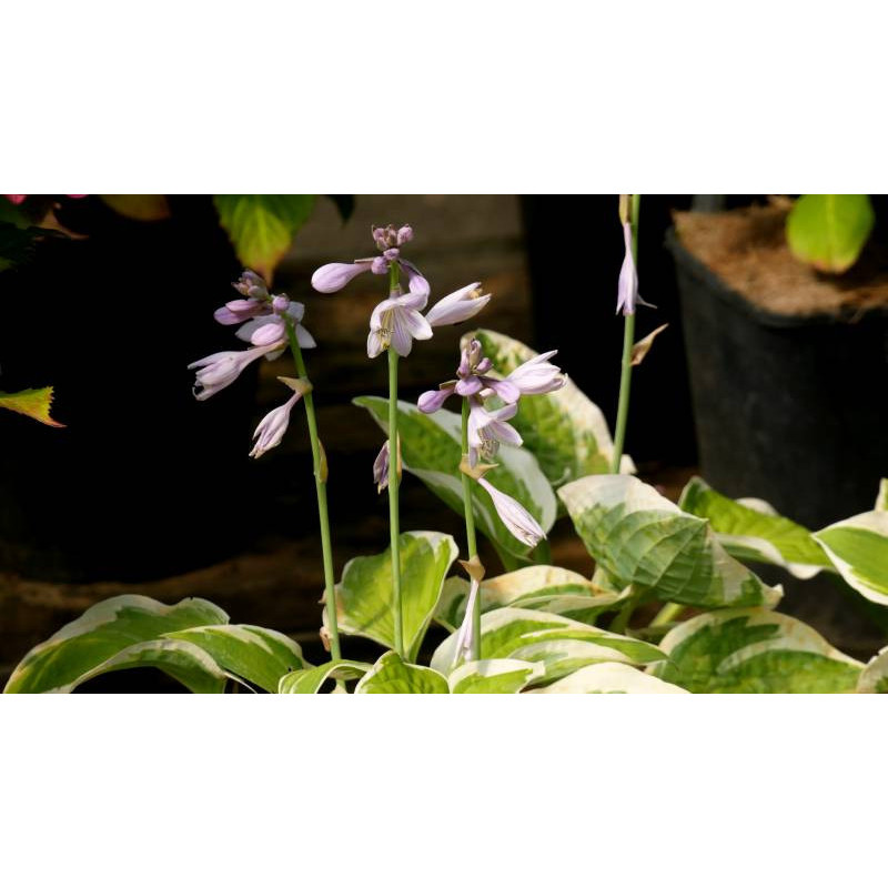 HOSTA 'Wide Brim'