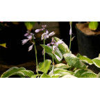 HOSTA 'Wide Brim'
