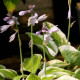 HOSTA 'Wide Brim'