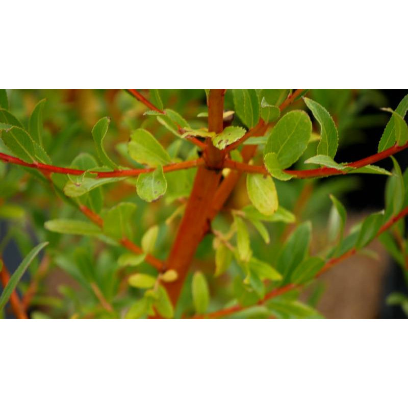 SALIX alba 'Yelverton'