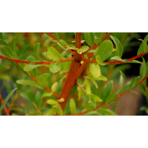 SALIX alba 'Yelverton'