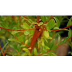 SALIX alba 'Yelverton'