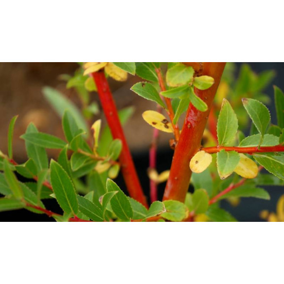 SALIX alba 'Yelverton'