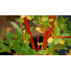 SALIX alba 'Yelverton'