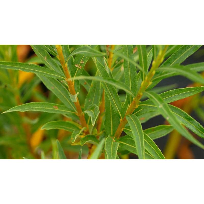 SALIX alba 'Vitellina'