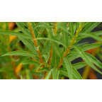 SALIX alba 'Vitellina'