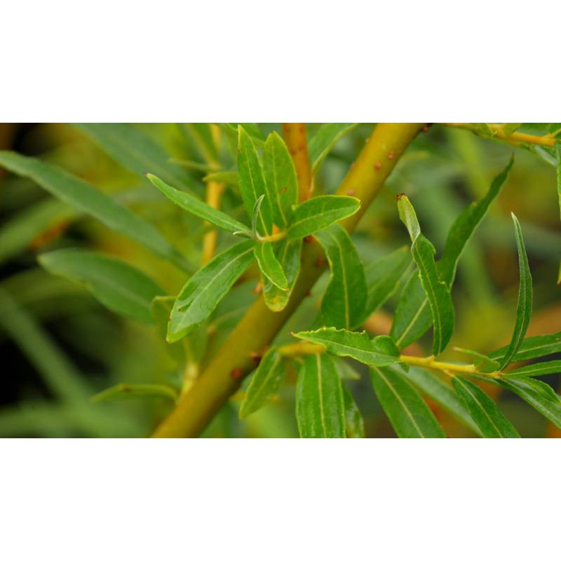 SALIX alba 'Vitellina'