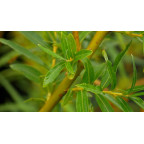 SALIX alba 'Vitellina'