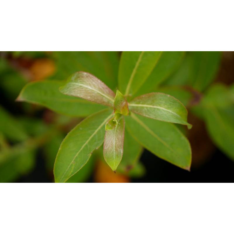 SALIX gracilistyla 'Melanostachys'