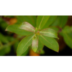 SALIX gracilistyla 'Melanostachys'