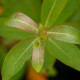 SALIX gracilistyla 'Melanostachys'