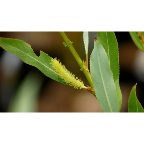 SALIX triandra 'Semperflorens'